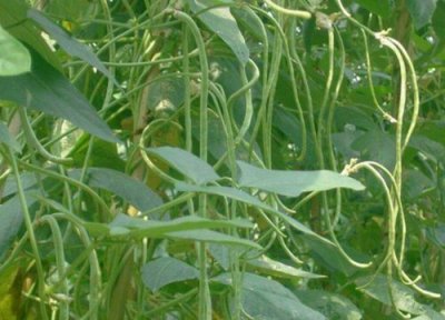南方夏天适合种什么蔬菜 南方夏季种什么蔬菜最好