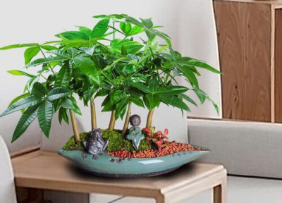 十大寓意好的花 哪种花的寓意最好