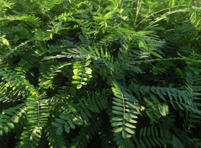 紫穗槐属于乔木还是灌木 紫穗槐是乔木还是灌木植物