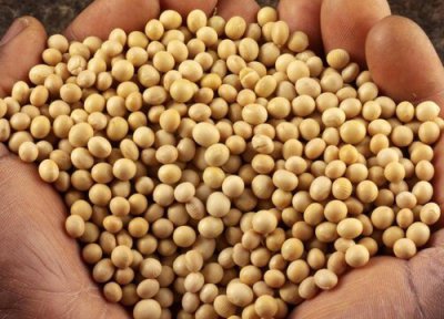 大豆含糖量 大豆含糖量高吗