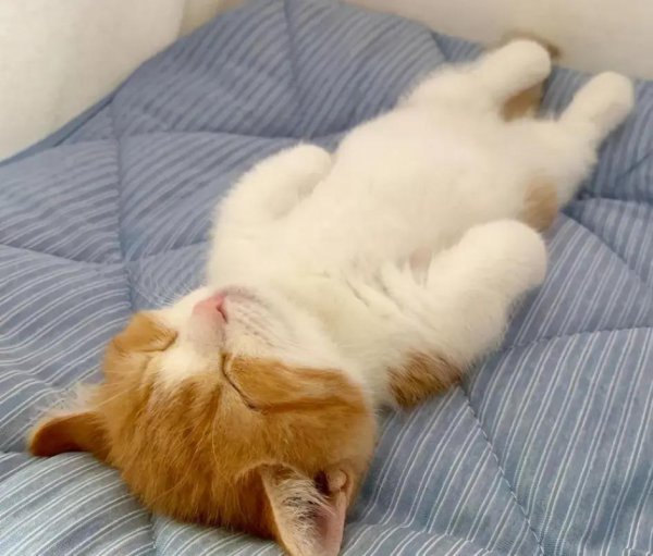 猫猫能听懂的三句话