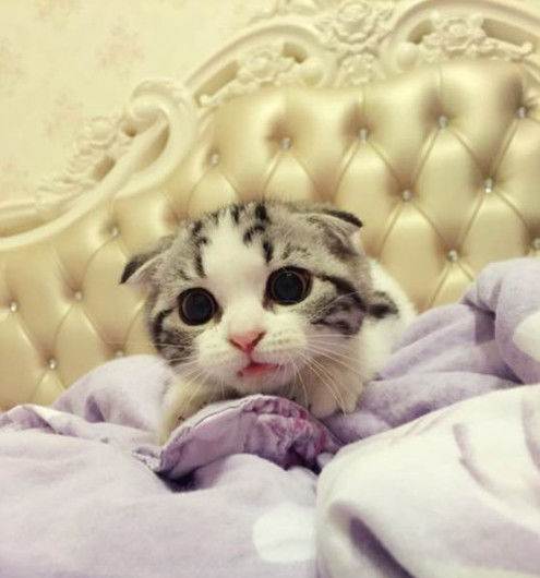 猫猫能听懂的三句话