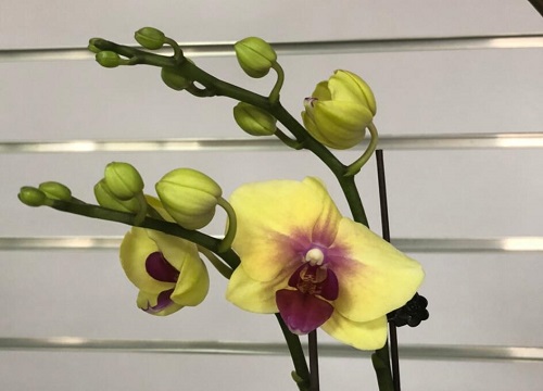 黄蝴蝶兰的花语和寓意