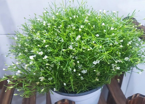 满天星花怎么种植方法