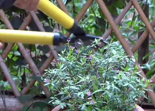 满天星花怎么种植方法