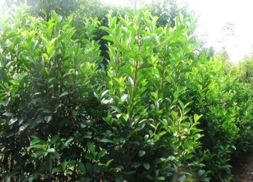 珊瑚是什么植物