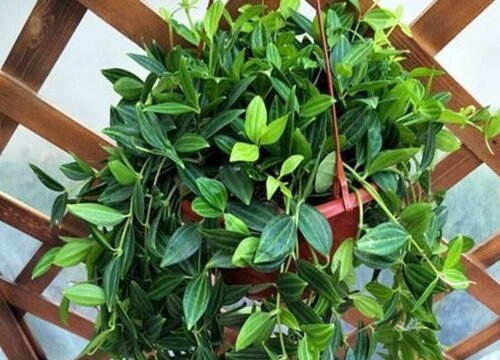 石吊兰的功效与作用