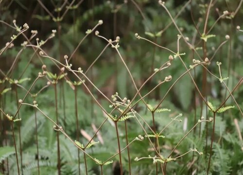 芒萁的功效与作用及食用方法