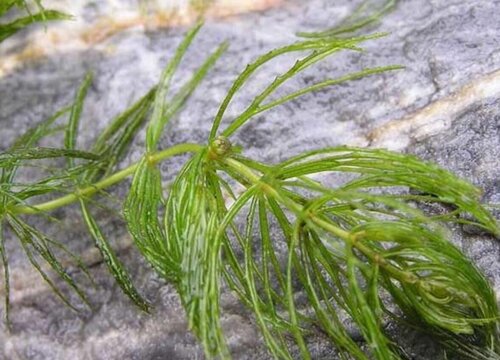 金鱼藻是什么植物类别