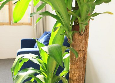 巴西木花语 巴西木的花语和寓意