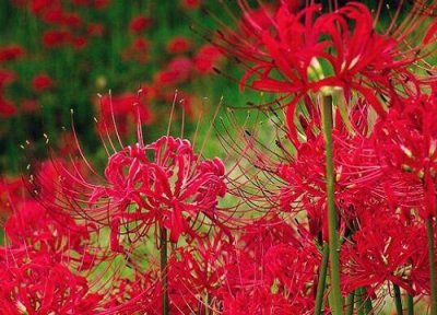 曼陀罗花花语和寓意 曼陀罗花的花语是什么