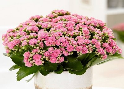 为什么要给长寿花掐枝 长寿花什么时候掐枝打顶最合适