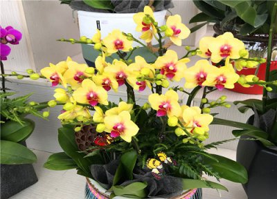 黄色蝴蝶兰花语 黄蝴蝶兰的花语和寓意