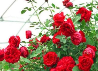 红龙是藤本还是灌木 红龙属于藤本还是灌木