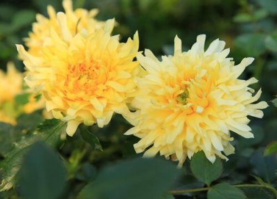 烟花波浪是藤本还是灌木 烟花波浪属于藤本还是灌木