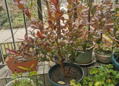 蓝莓属于灌木还是乔木 蓝莓是乔木还是灌木植物