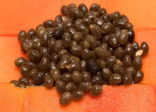木瓜籽的功效与作用及食用方法
