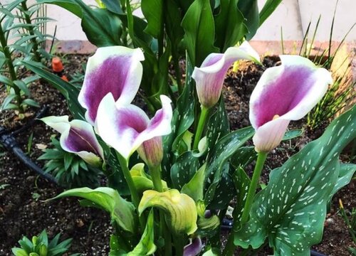 彩色马蹄莲一年开几次花