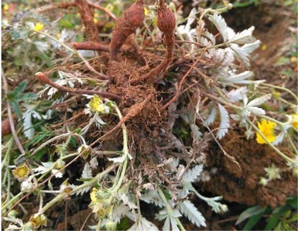 天青地白的功效与作用