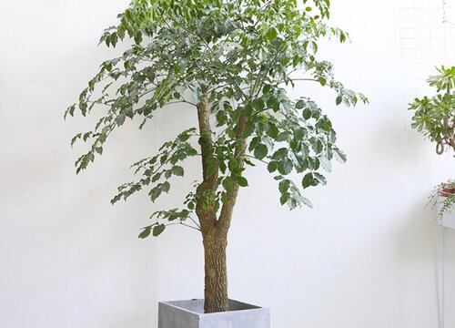 幌伞枫的养殖方法和注意事项