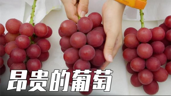 最昂贵的水果