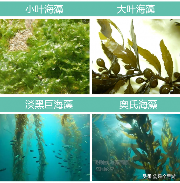 海藻面膜有用吗