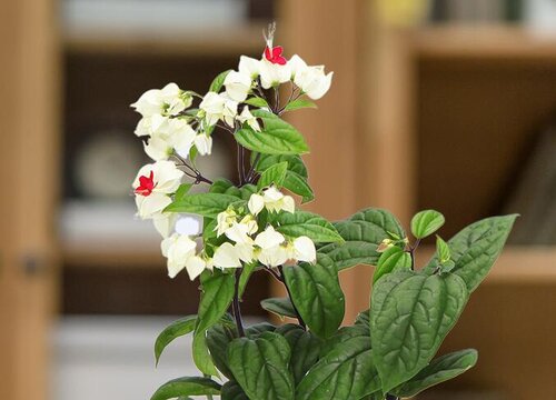 龙吐珠不开花什么原因