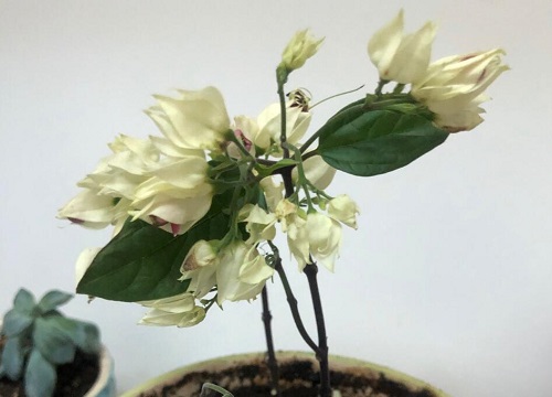 龙吐珠不开花什么原因