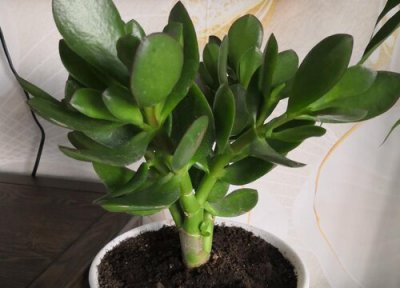 玉树喜阴还是喜阳 玉树喜阴还是喜阳光的植物
