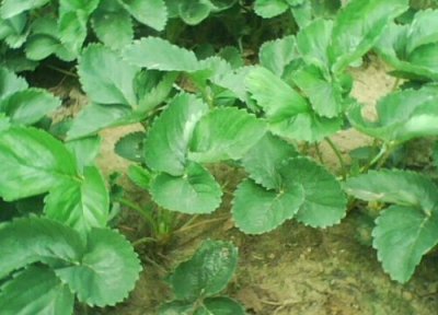 草莓苗可以水培吗 水培种植方法和注意事项