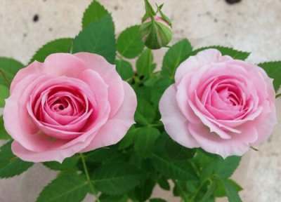 火烈鸟月季是藤本还是灌木 火烈鸟月季属于藤本还是灌木