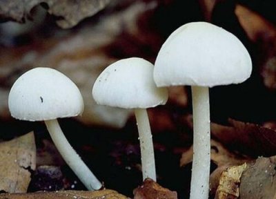 花盆里有白点 养花盆里出现的白点是什么情况