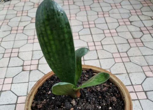 君子兰花烂根怎么办