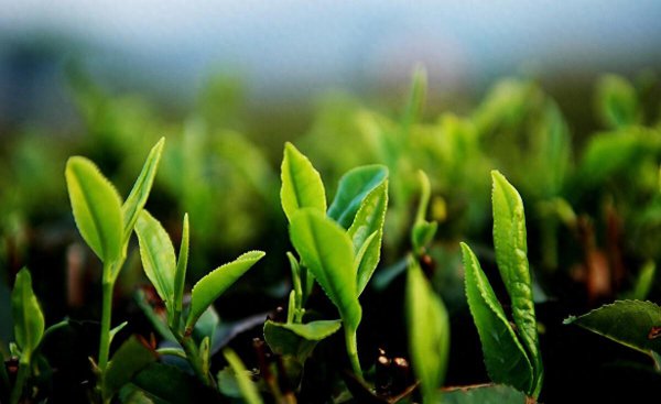 昔归古树茶有哪些特点