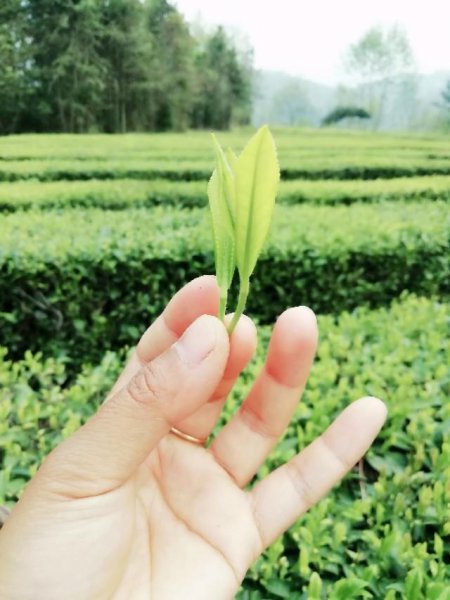 五峰毛尖属于什么茶叶档次