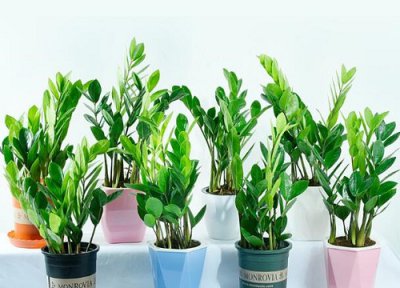 金钱树什么时候进行换盆分株 金钱树花换盆后什么时候浇水