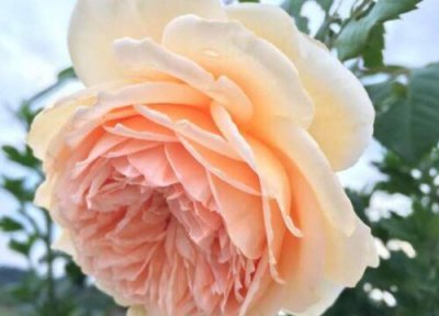 王妃月季是藤本还是灌木 王妃月季属于藤本还是灌木