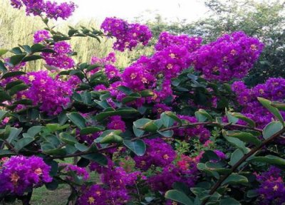 紫薇花有几种颜色 开花是什么颜色的