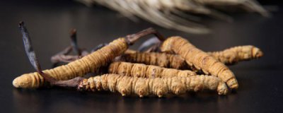 冬虫夏草的正确吃法大全 冬虫夏草百度百科怎么吃