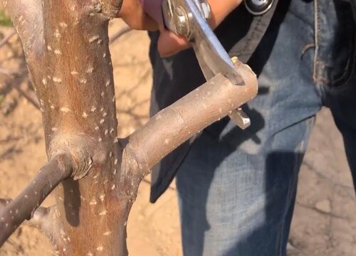 春季嫁接花卉注意事项