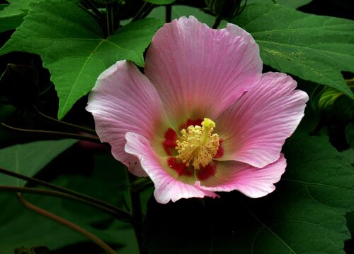 芙蓉花的风水禁忌