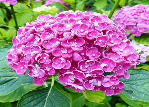 代表梦想的花