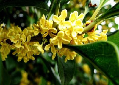 代表顺利的花 象征顺利成功的花