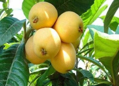 枇杷属于乔木还是灌木 枇杷是乔木还是灌木植物