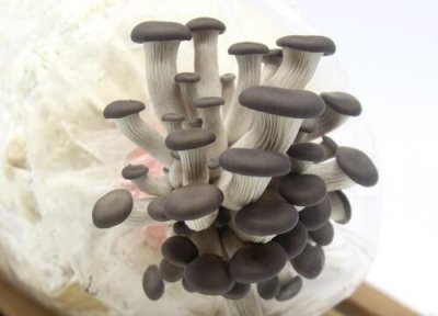 灰树花的功效与作用 灰树花的功效与作用及食用方法