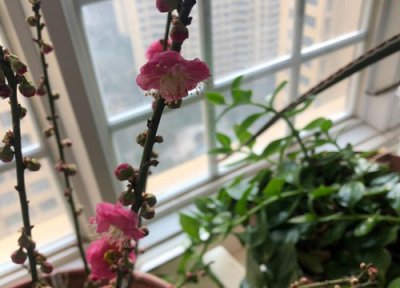 梅花盆栽养殖方法 盆栽梅花怎么养才能养好