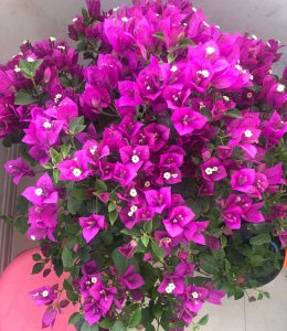 小叶紫三角梅勤花 小叶紫三角梅勤花吗