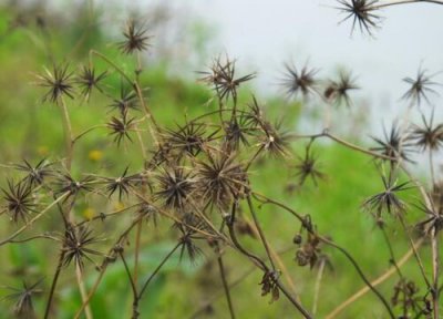 鬼针草作用 鬼针草有什么作用