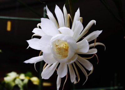 昙花开花时间 昙花怎么养才开花