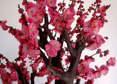 代表坚持的花 什么花代表坚持不懈